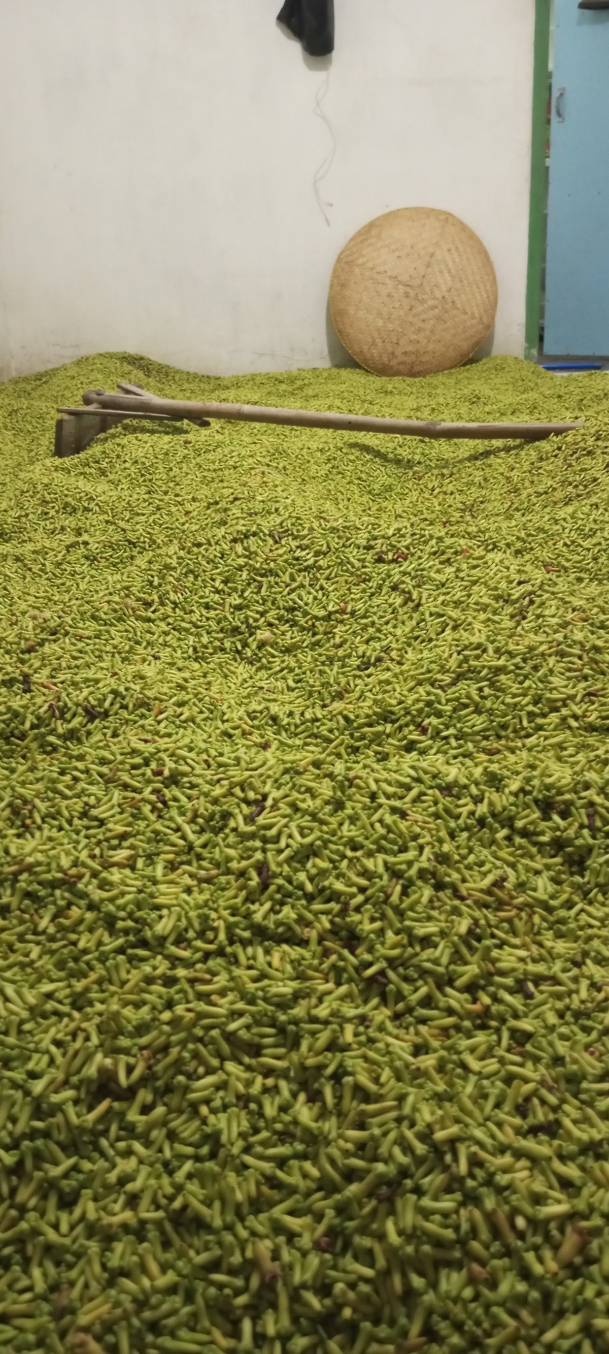 Freshly harvested Indonesian cloves piled in bulk before drying and sorting process