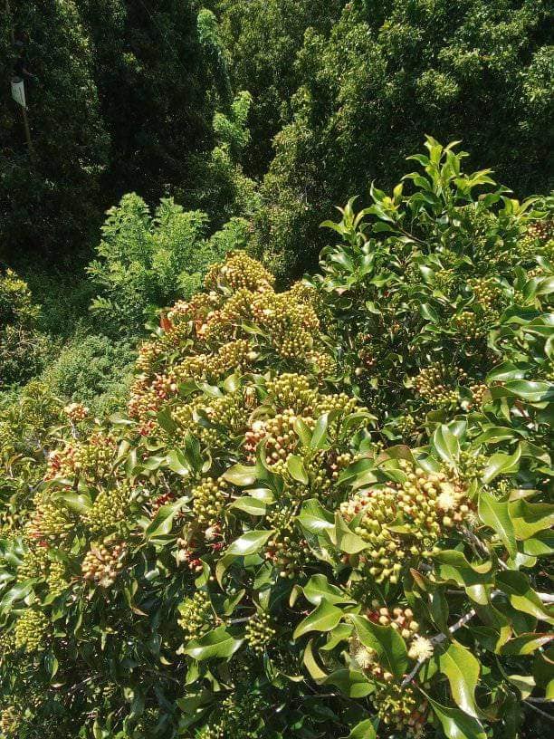 Fully developed cloves on the tree, ready for handpicking by local farmer