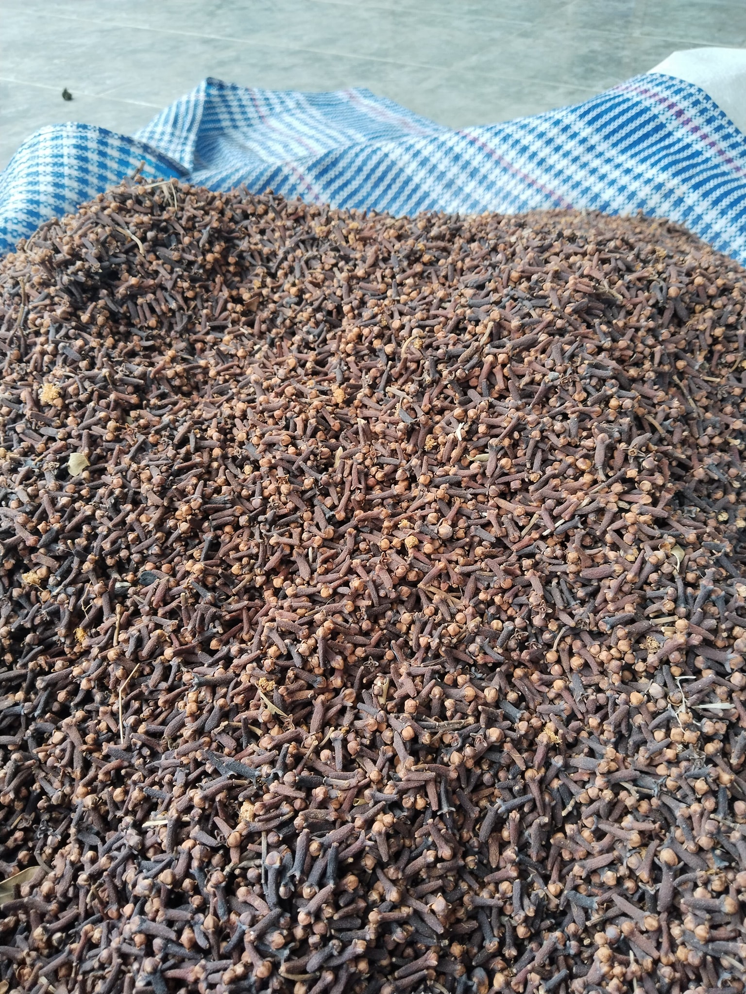 Export-quality Indonesian cloves processed and dried for global spice buyers and importers