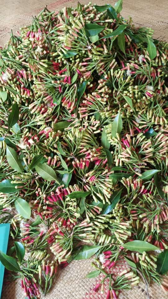 Unripe cloves still growing on the tree — harvest will begin once they turn reddish and mature.