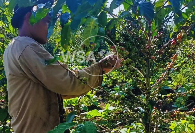 Smallholder coffee farmers handpicking ripe cherries on Mount Sindoro, Central Java