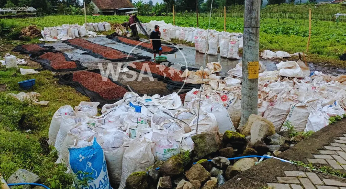 Fermentation process handled by skilled workers to enhance cup quality