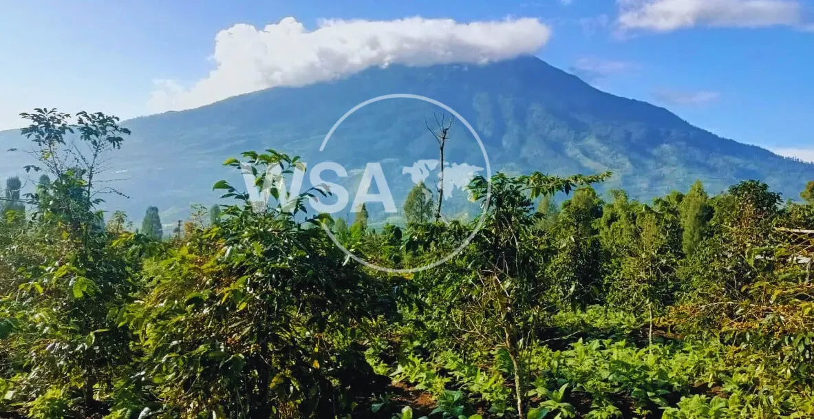 Indonesian coffee exporter – Arabica and Robusta green beans from Temanggung, Pasuruan, Lampung and Aceh Gayo by Wira Sarwa Asurya