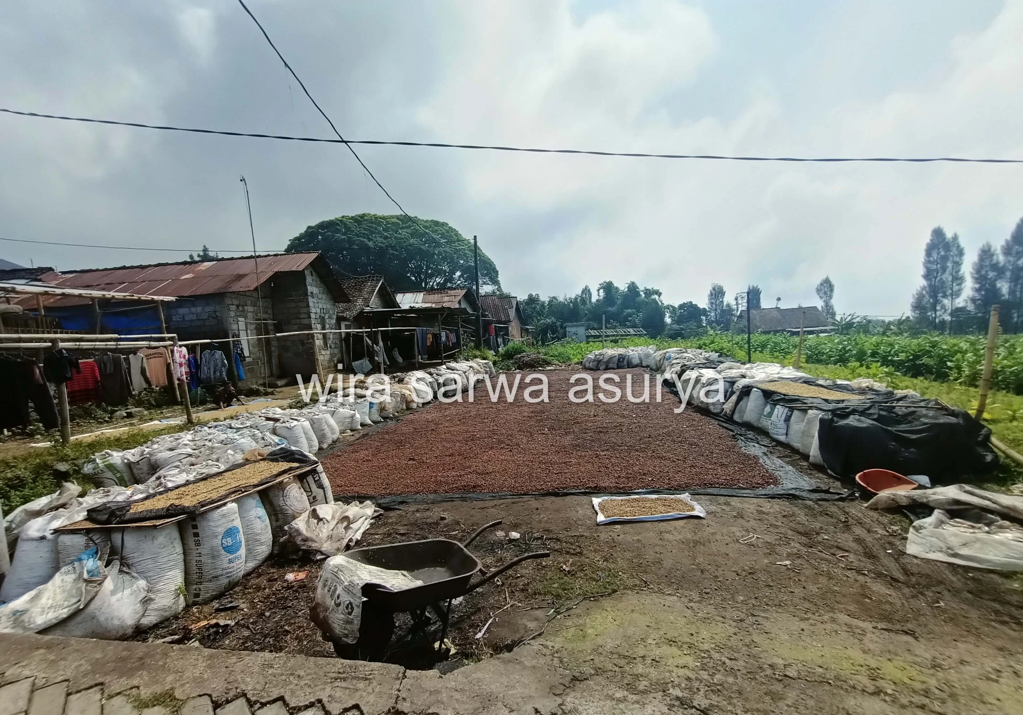 Sun-drying natural process red cherry Arabica coffee in Temanggung, Indonesia — patio-dried under full sun to ensure optimal fermentation and flavor development.