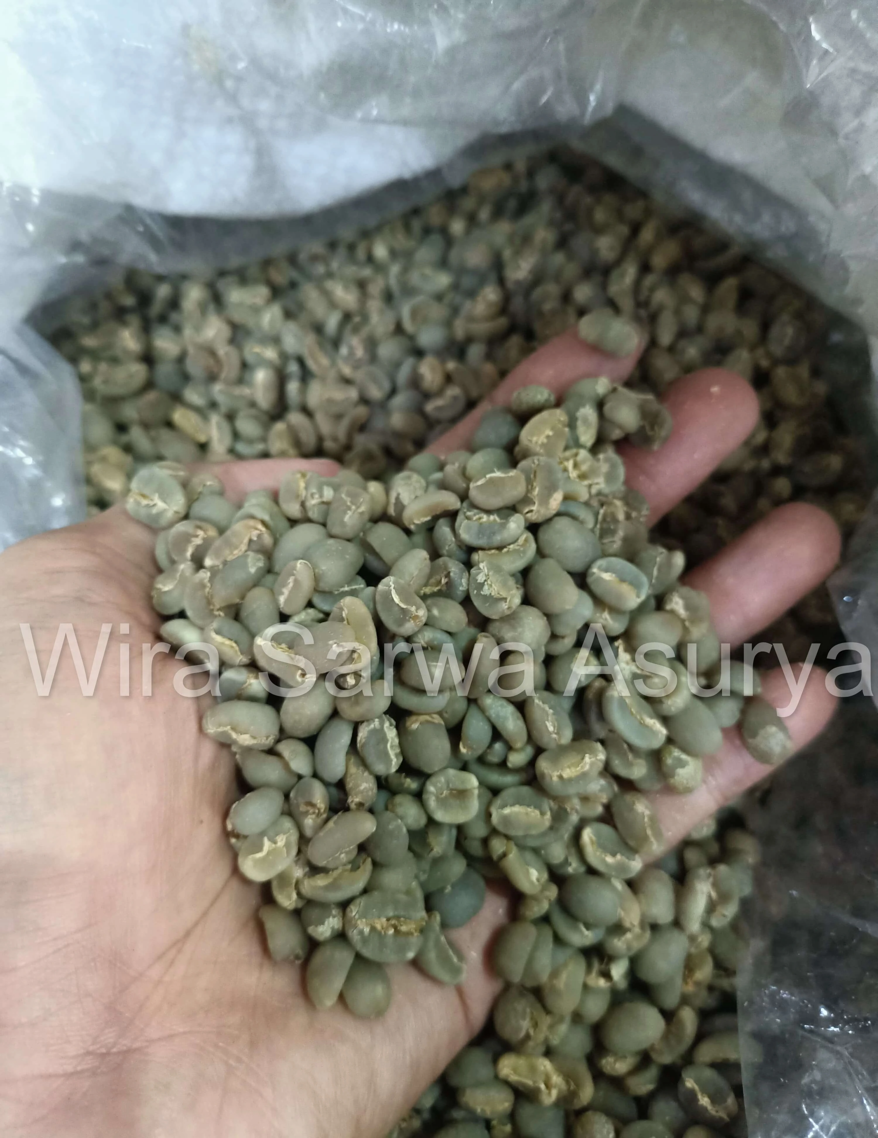 Green Arabica coffee beans from Temanggung - Grade A (17-19 mesh) for specialty coffee