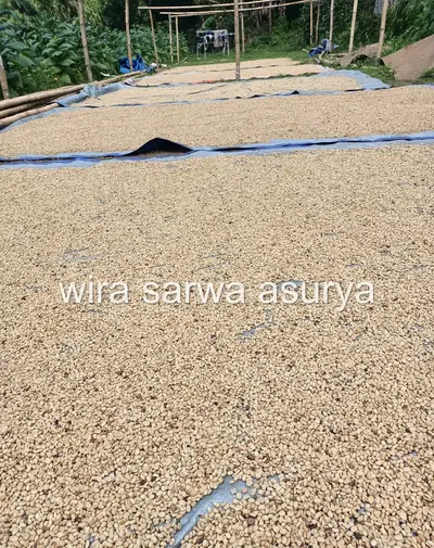 Fully washed Arabica coffee in parchment form sun-dried on patios in Temanggung, Java, Indonesia — evenly turned and monitored to preserve bright, clean cup profile and prevent over-fermentation.
