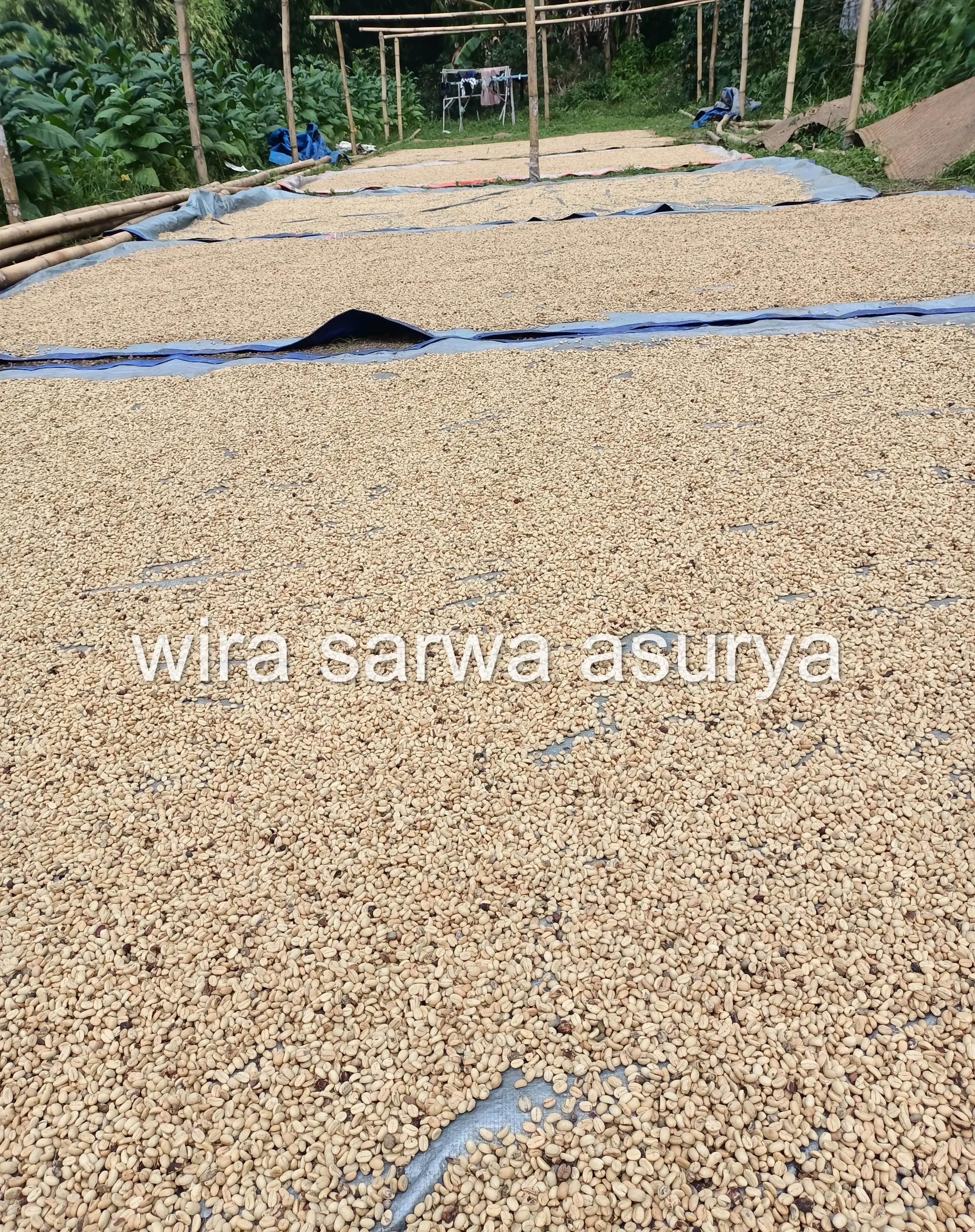 Fully washed Arabica coffee in parchment form sun-dried on patios in Temanggung, Indonesia — evenly turned and monitored to preserve bright, clean cup profile and prevent over-fermentation.