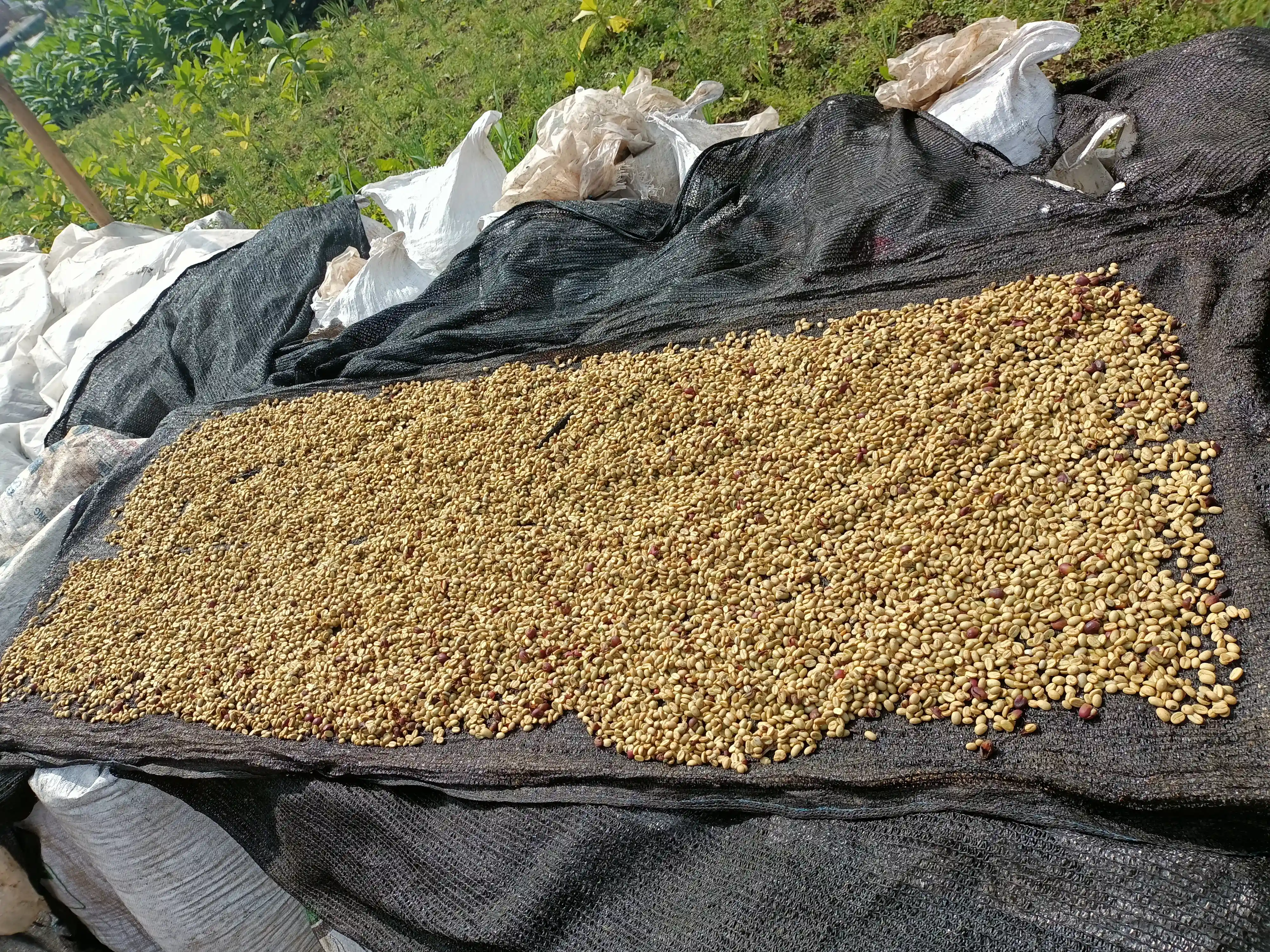 Close-up of Honey Process and Wine Process Arabica coffee preparation — showcasing premium post-harvest fermentation methods for high-value specialty coffee exports from Indonesia.
