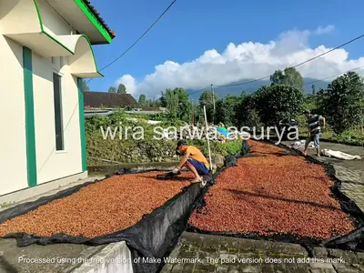 Temanggung, Java coffee farmer sun-drying ripe cherries during post-harvest process – preserving flavor and origin identity.