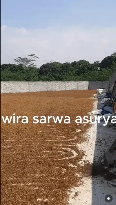 Traditional sun-drying of red Robusta cherries on open yard in Temanggung, Java, Indonesia — part of natural process that enhances sweet, bold flavor with notes of brown sugar and chocolate.