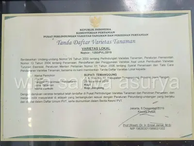 Certified local coffee variety Kopi Jompong from Temanggung, Java — officially registered by Indonesia’s Ministry of Agriculture in 2019.