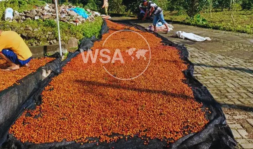 Traditional sun drying of coffee cherries to develop distinct flavor profiles