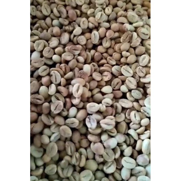 Lampung Robusta Grade 1 clean bold smooth bitterness export-quality green coffee beans